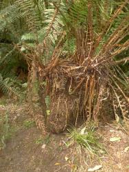 Polystichum vestitum. Erect rhizome forming a short trunk in two plants.
 Image: L.R. Perrie © Te Papa CC BY-NC 3.0 NZ